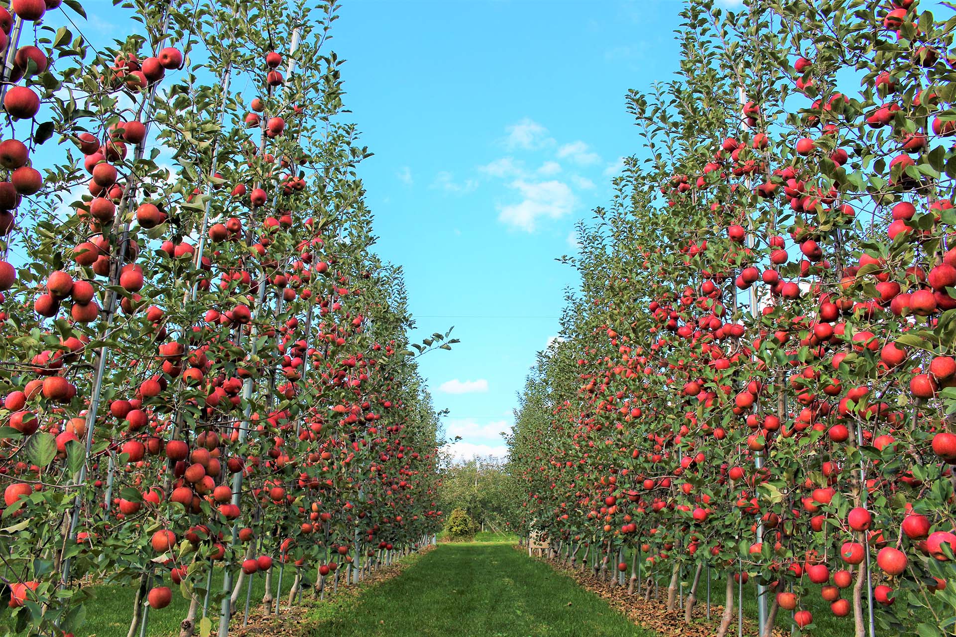 高密植栽培の試験園地の様子