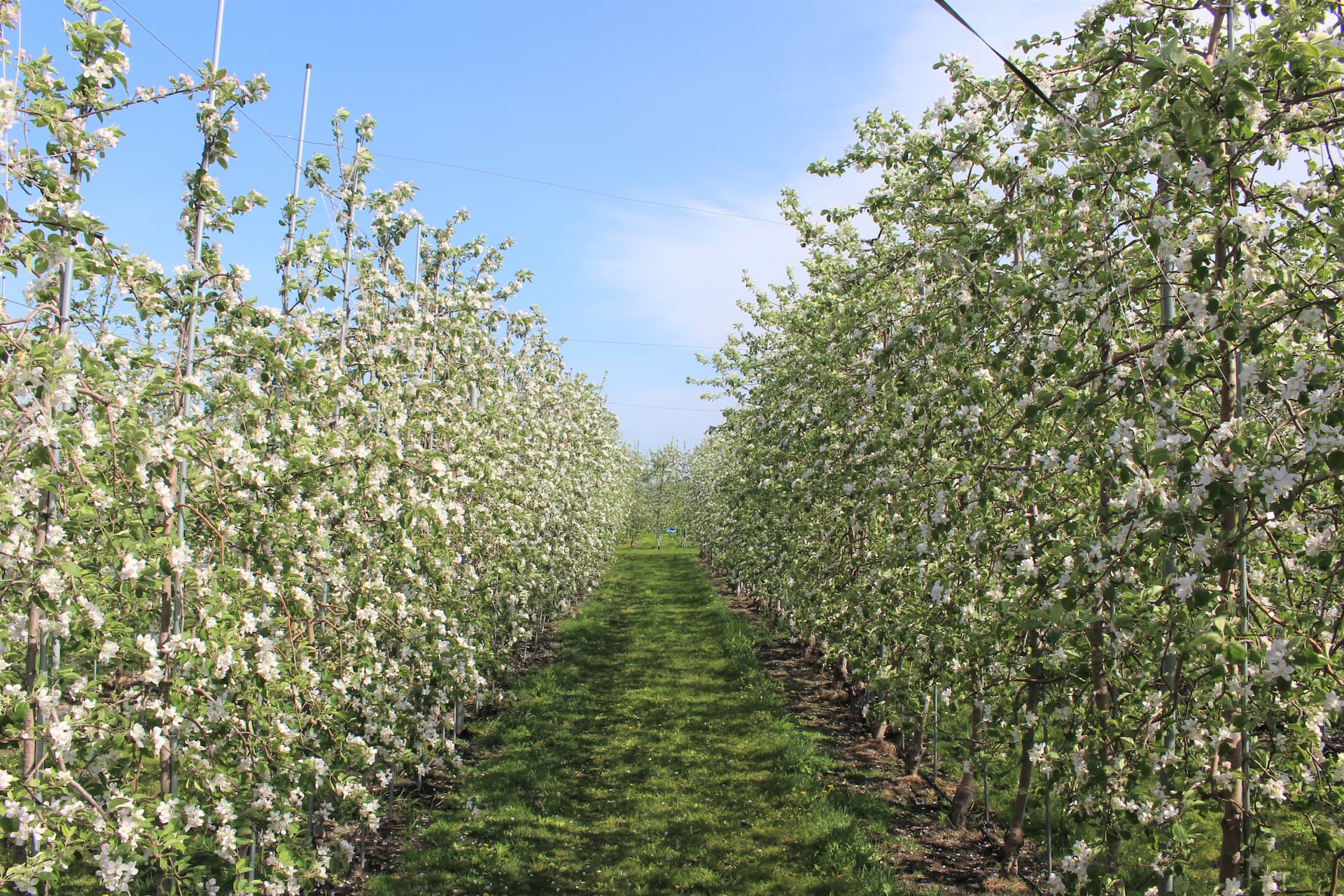 高密植栽培の試験園地の様子