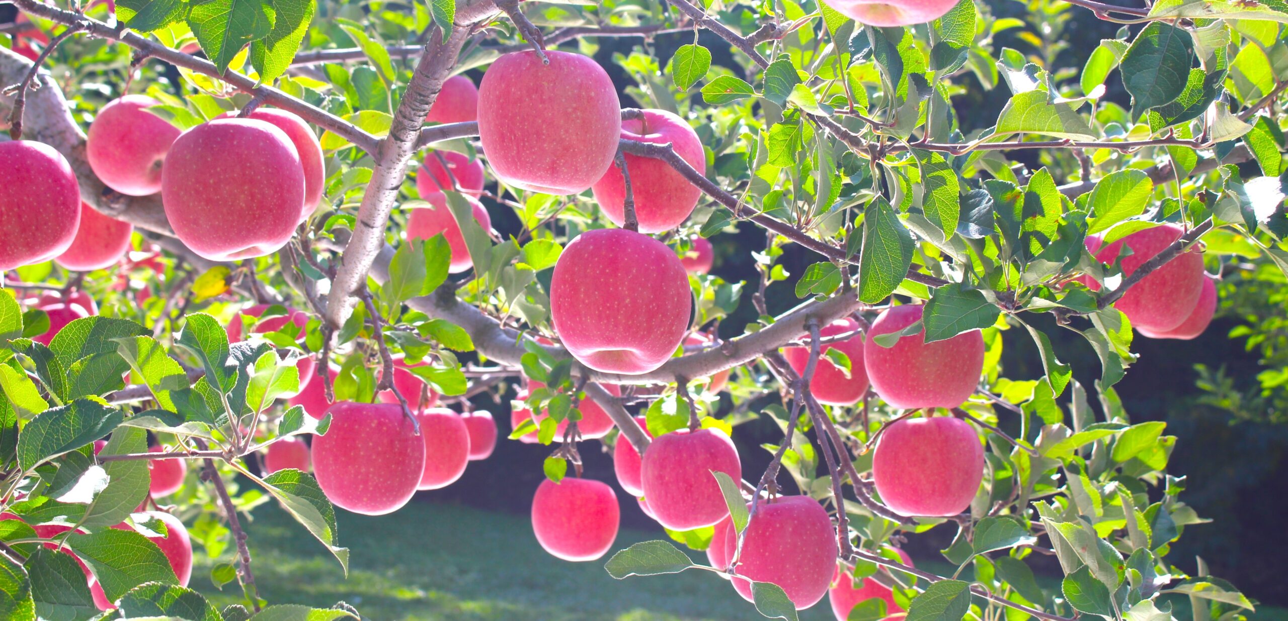 津軽と世界を結ぶ「架け橋」に