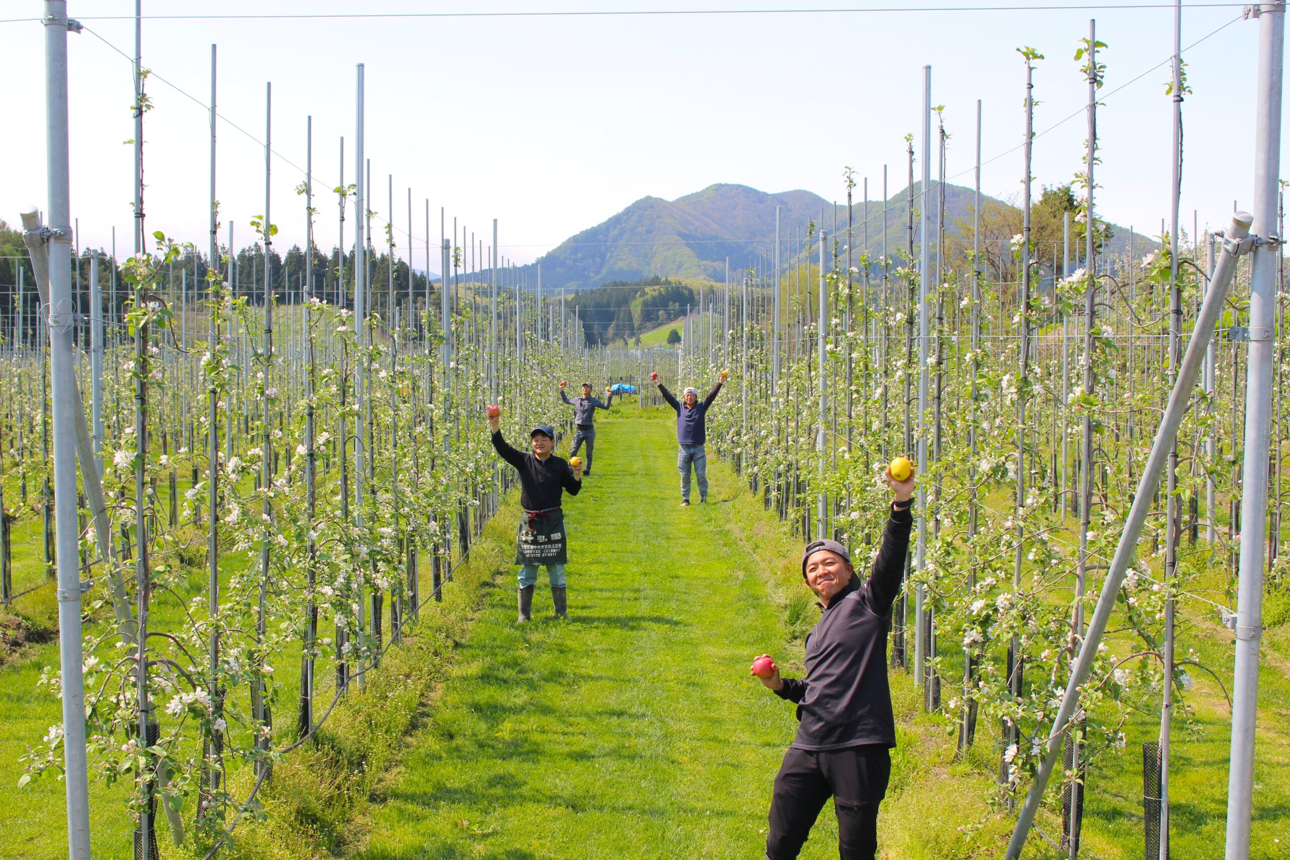 高密植栽培の試験園地の様子